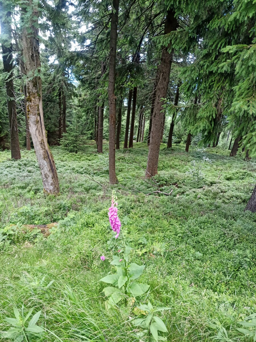 NOVINKA Léčivé ticho PLNÉ NAPLNĚNÍ :-) Orlické hory - Obrázek 3